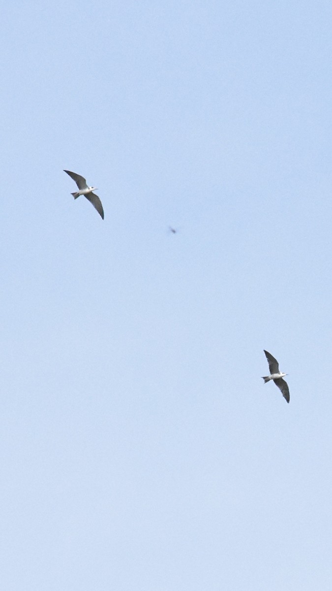 Black Tern - ML623003536