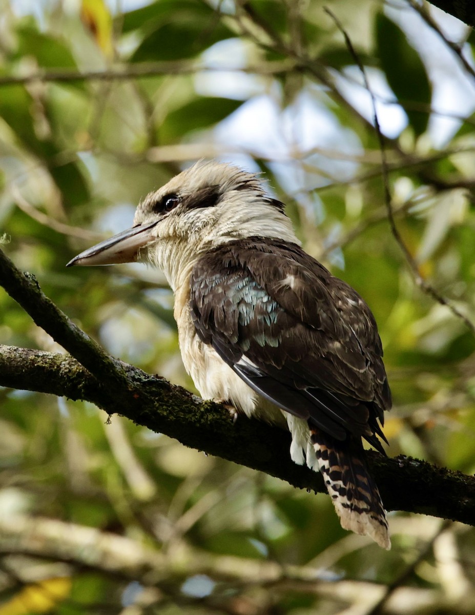 Laughing Kookaburra - ML623003603