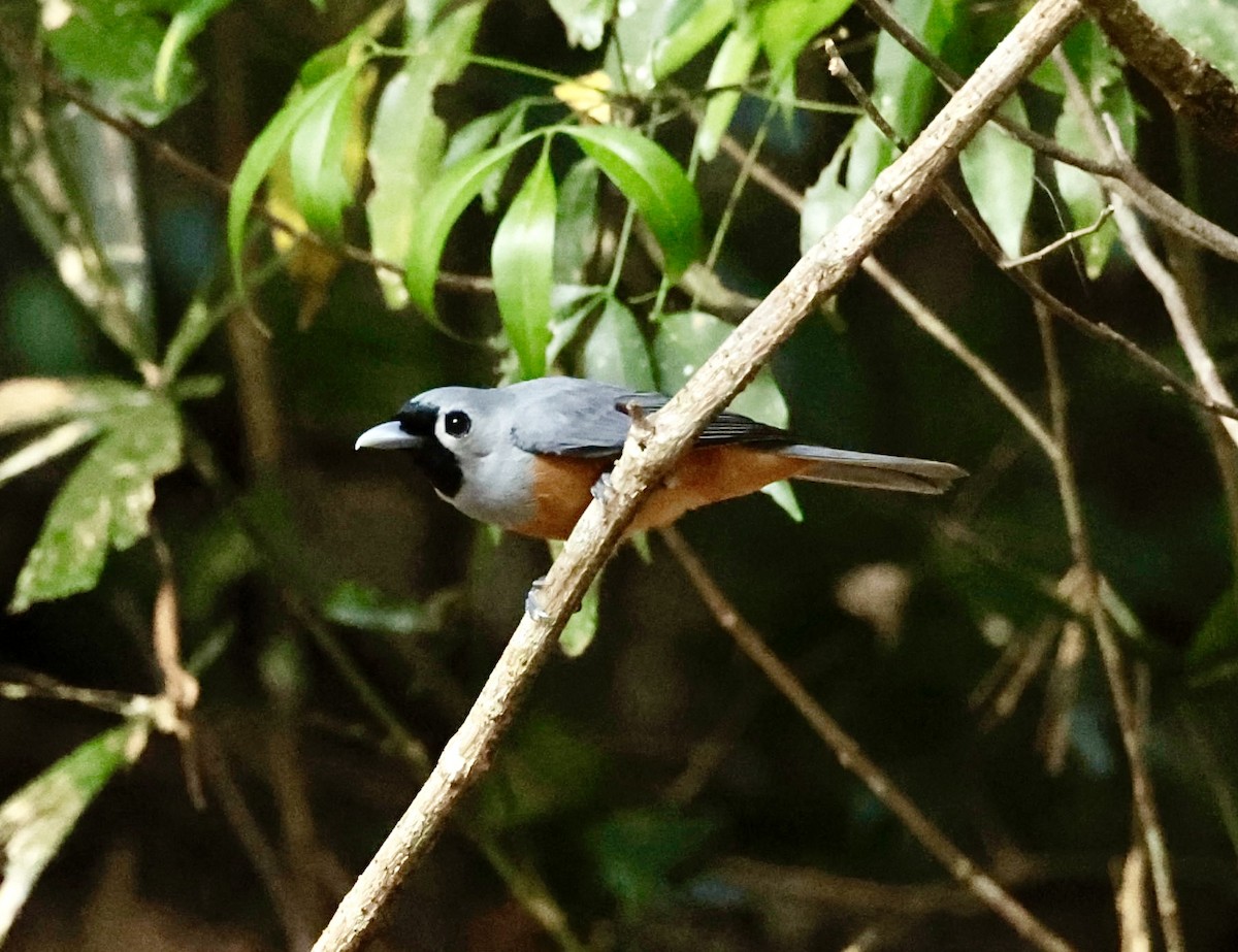 Black-faced Monarch - ML623003610