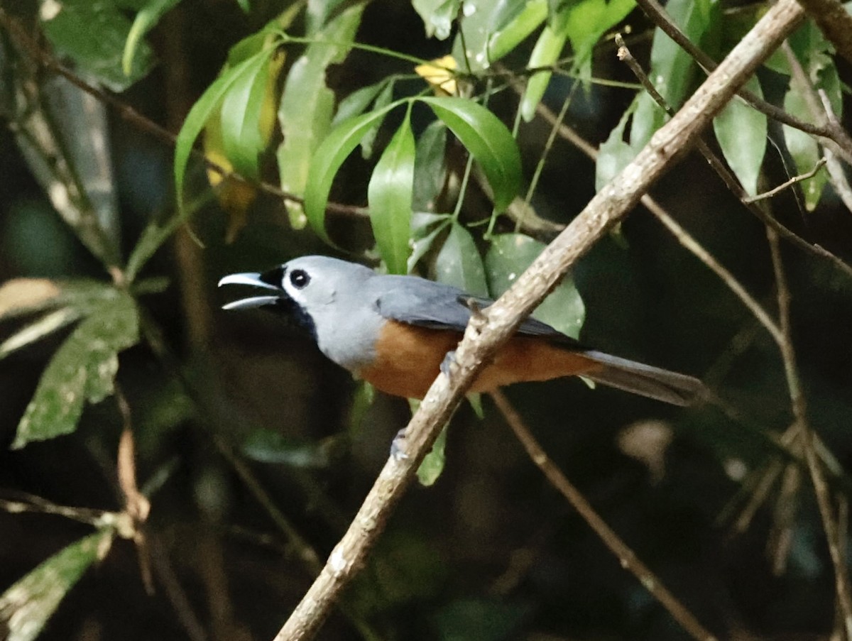 Black-faced Monarch - ML623003611