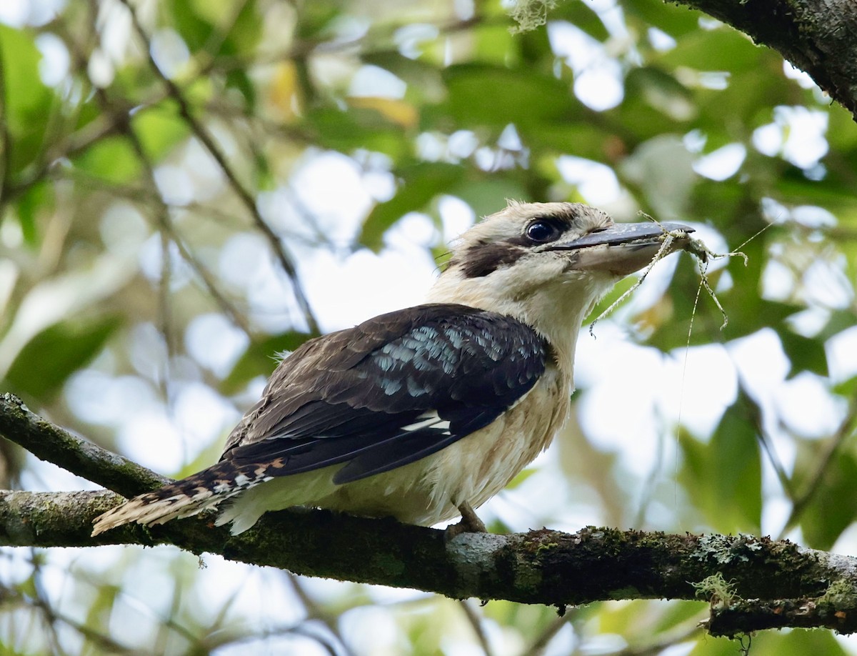 Laughing Kookaburra - Bonnie de Grood