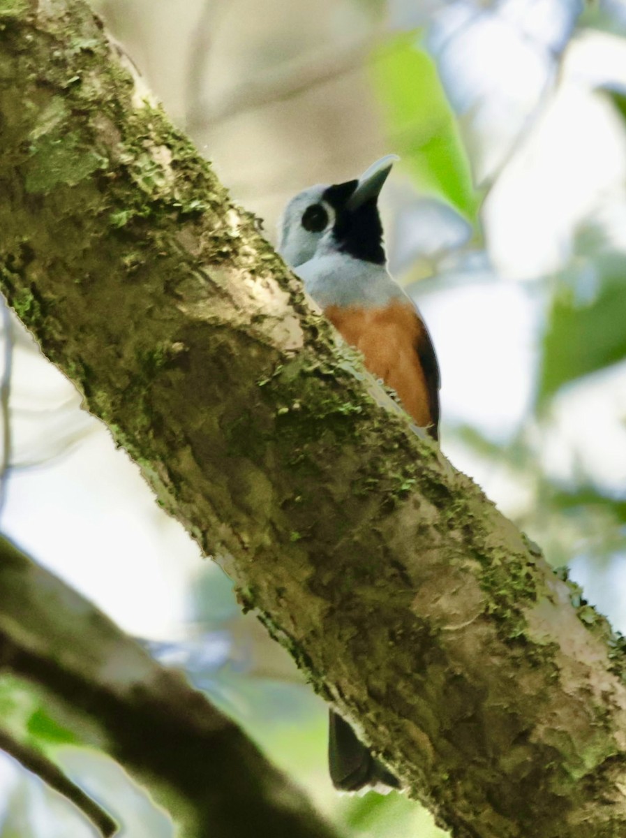 Black-faced Monarch - ML623003622