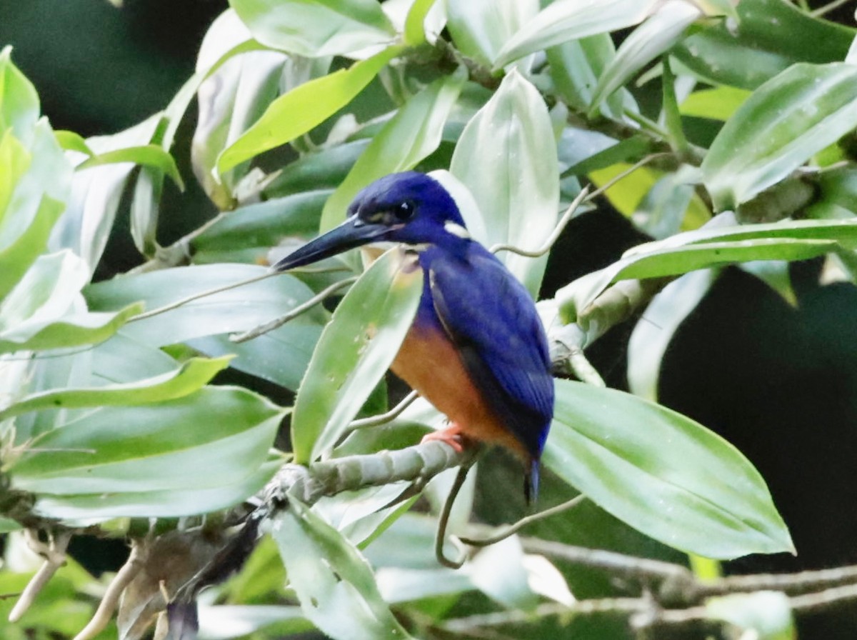 Azure Kingfisher - ML623003633