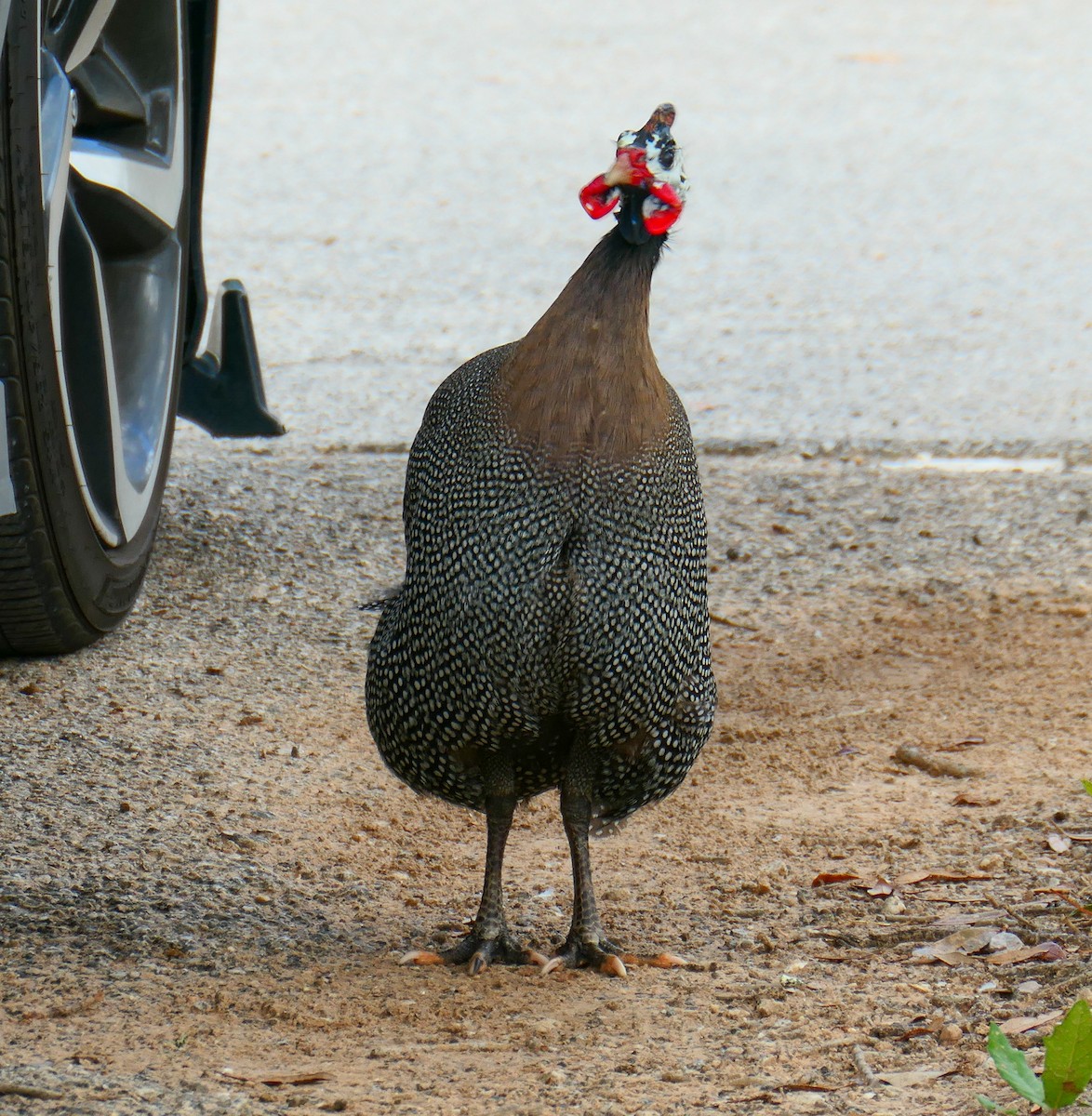 Helmeted Guineafowl (Domestic type) - ML623003702