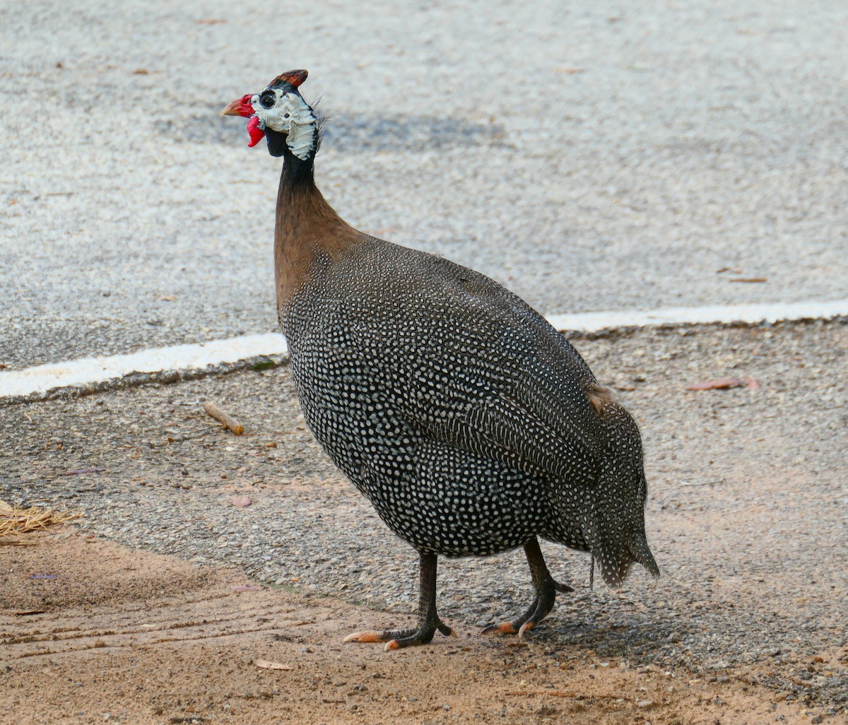 Helmeted Guineafowl (Domestic type) - ML623003703