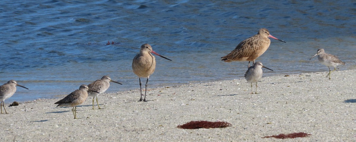 Marbled Godwit - Cathy Olson