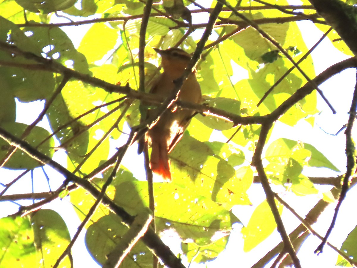 Ochre-breasted Foliage-gleaner - Katherine Holland