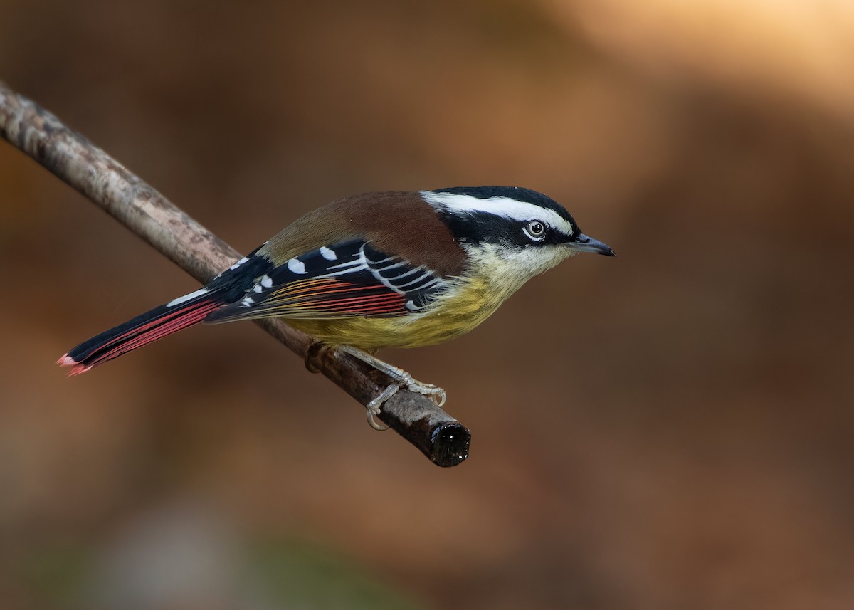 Red-tailed Minla - ML623003793