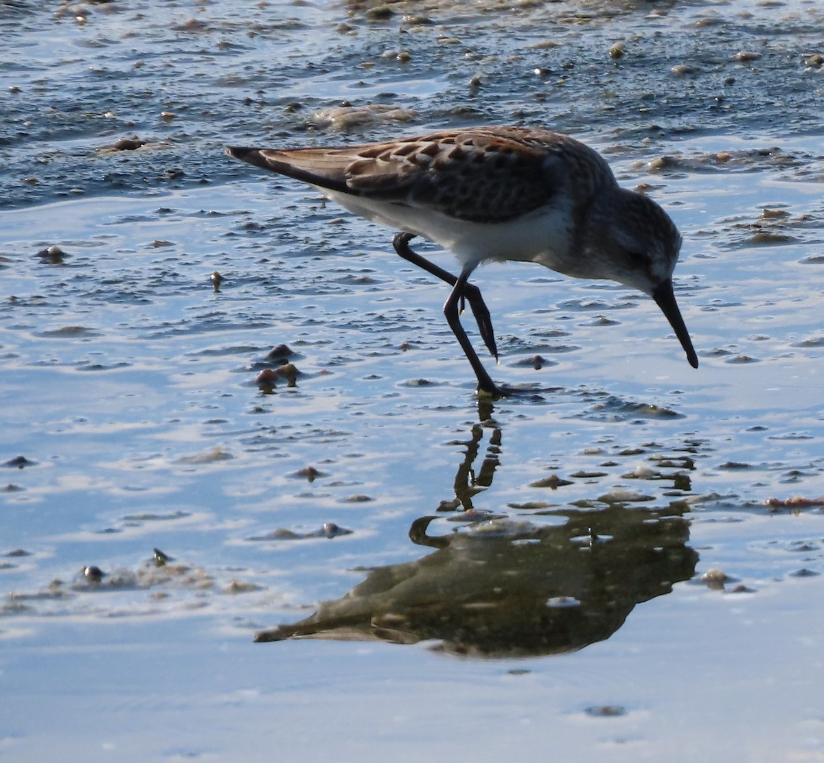 Bergstrandläufer - ML623003817