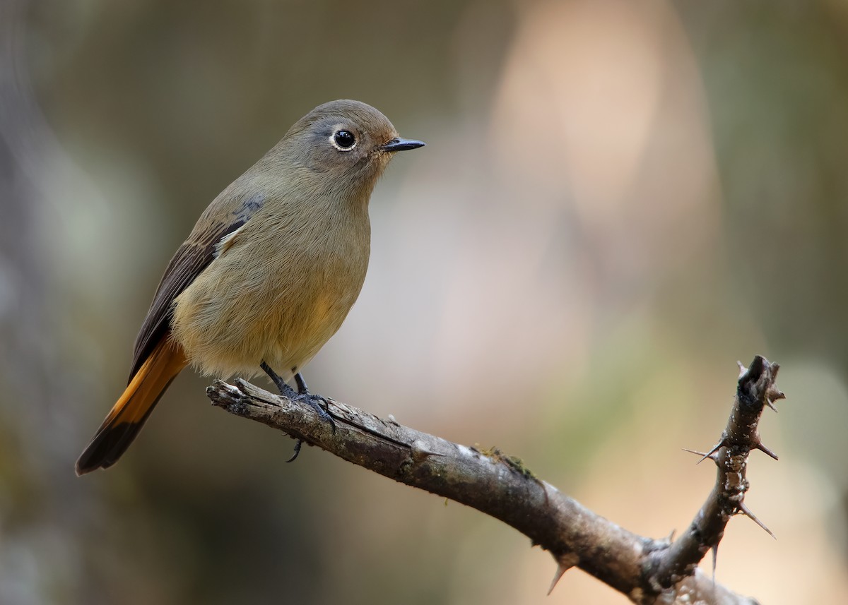 Blue-fronted Redstart - Ayuwat Jearwattanakanok