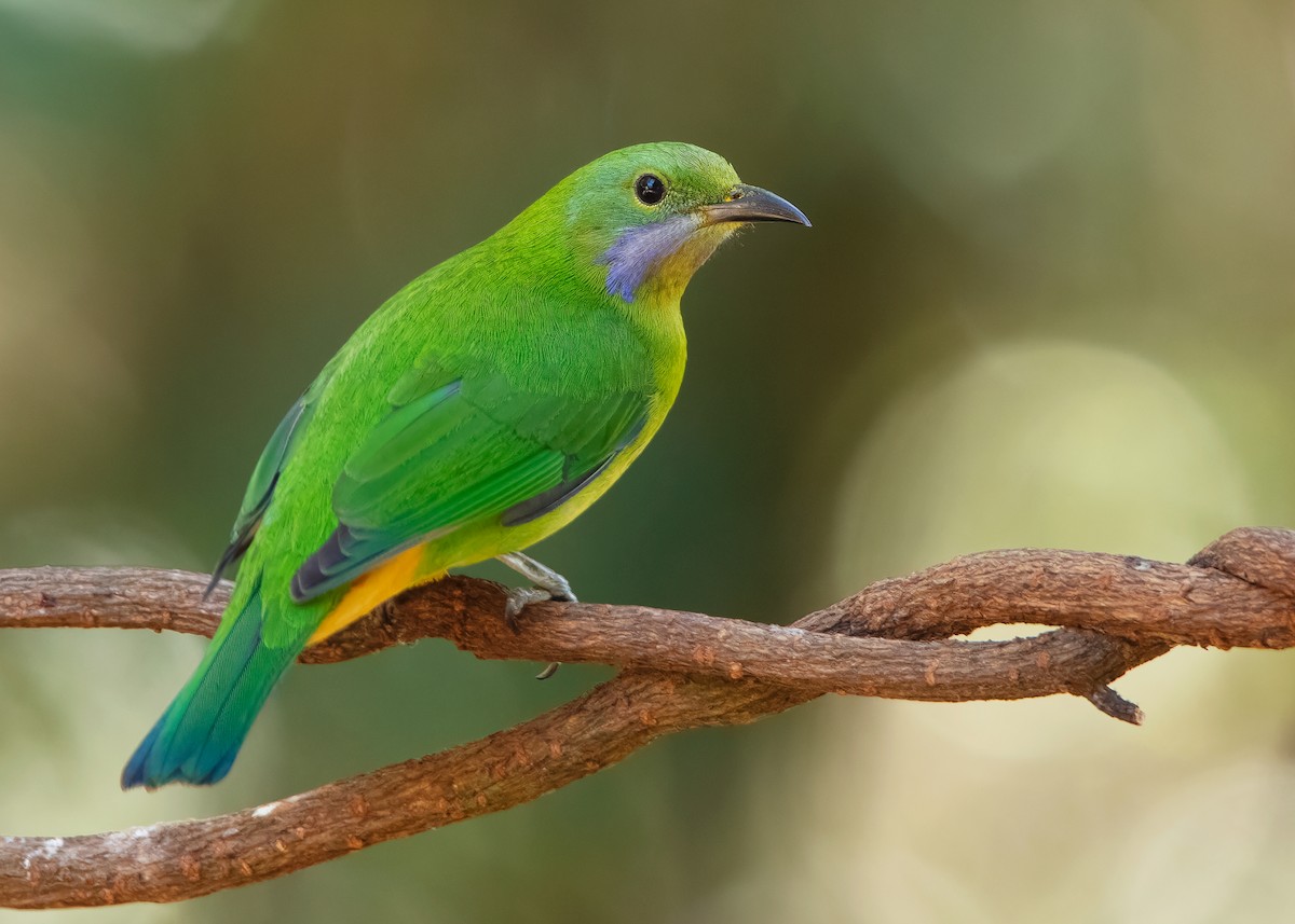 Orange-bellied Leafbird - ML623003835