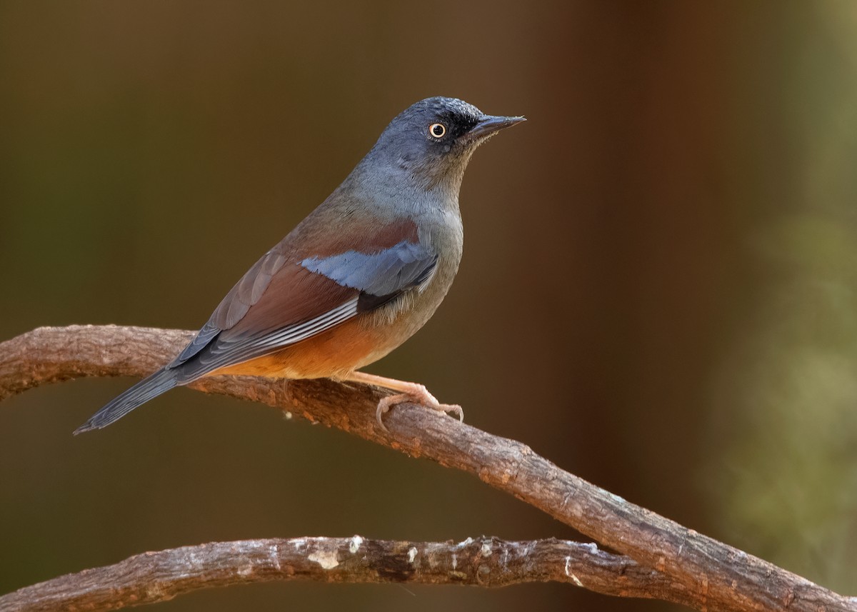 Maroon-backed Accentor - ML623003840