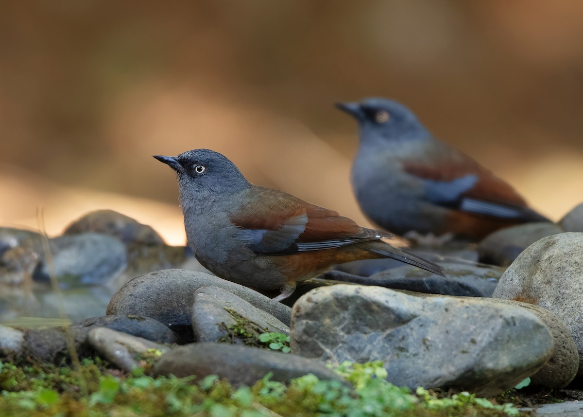 Maroon-backed Accentor - ML623003841