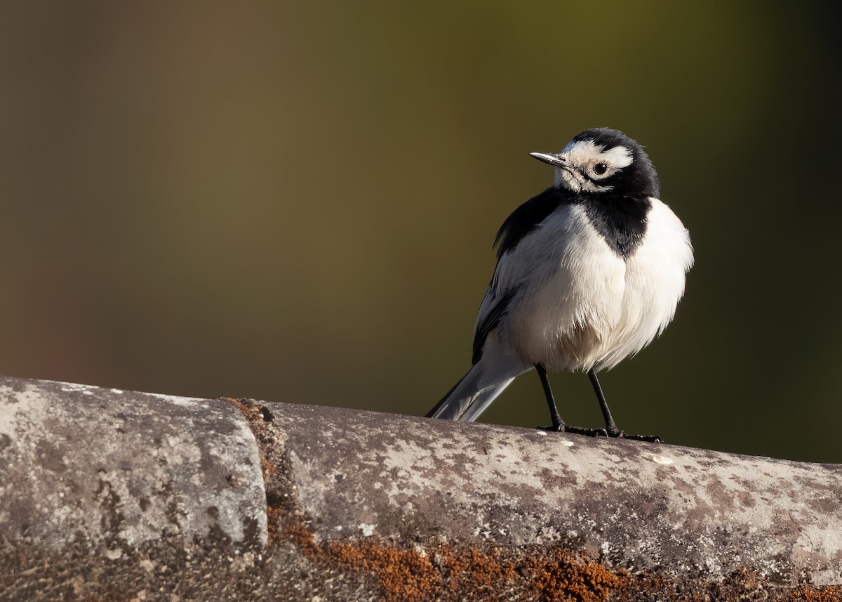 White Wagtail (Hodgson's) - ML623003864