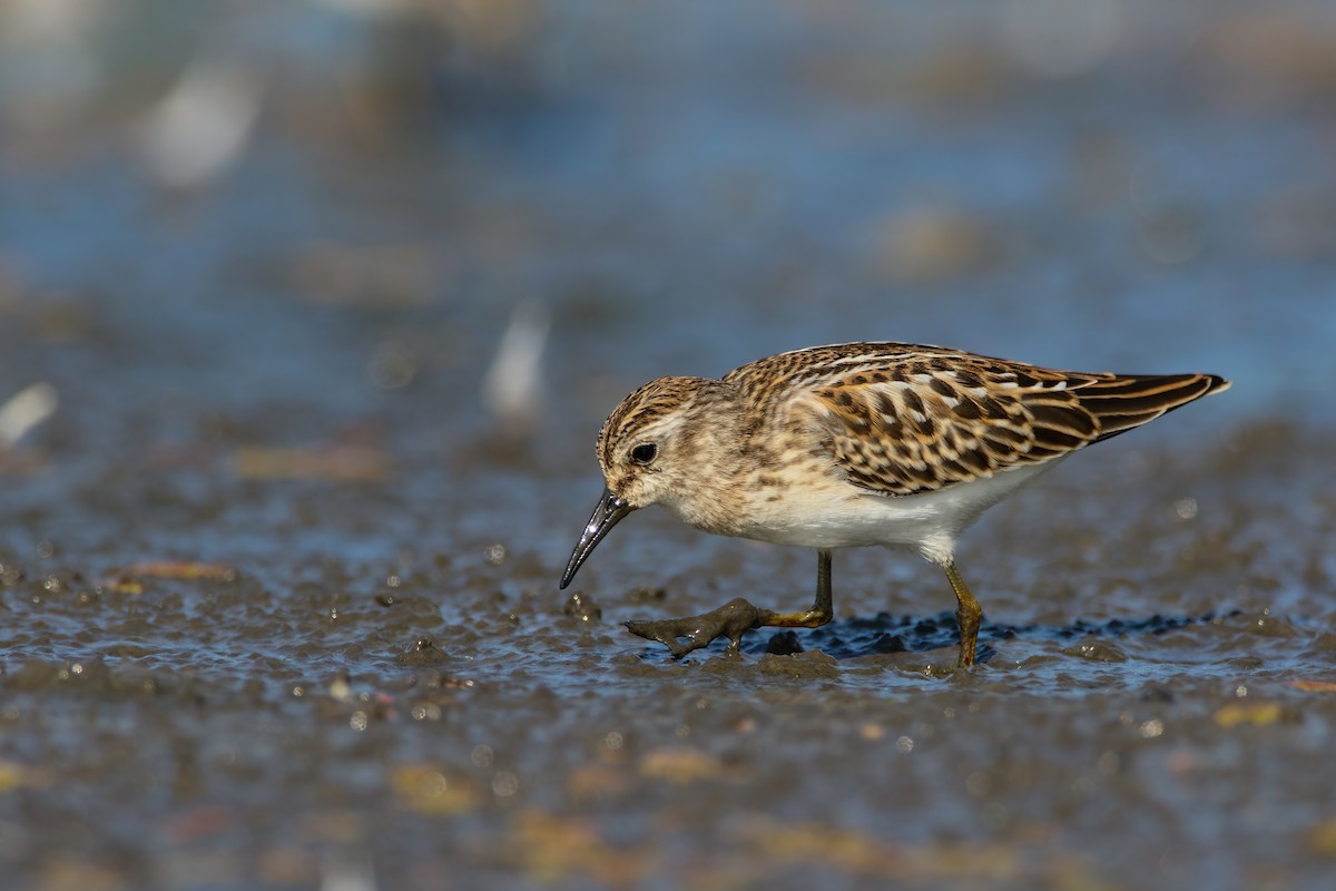 Least Sandpiper - ML623003870