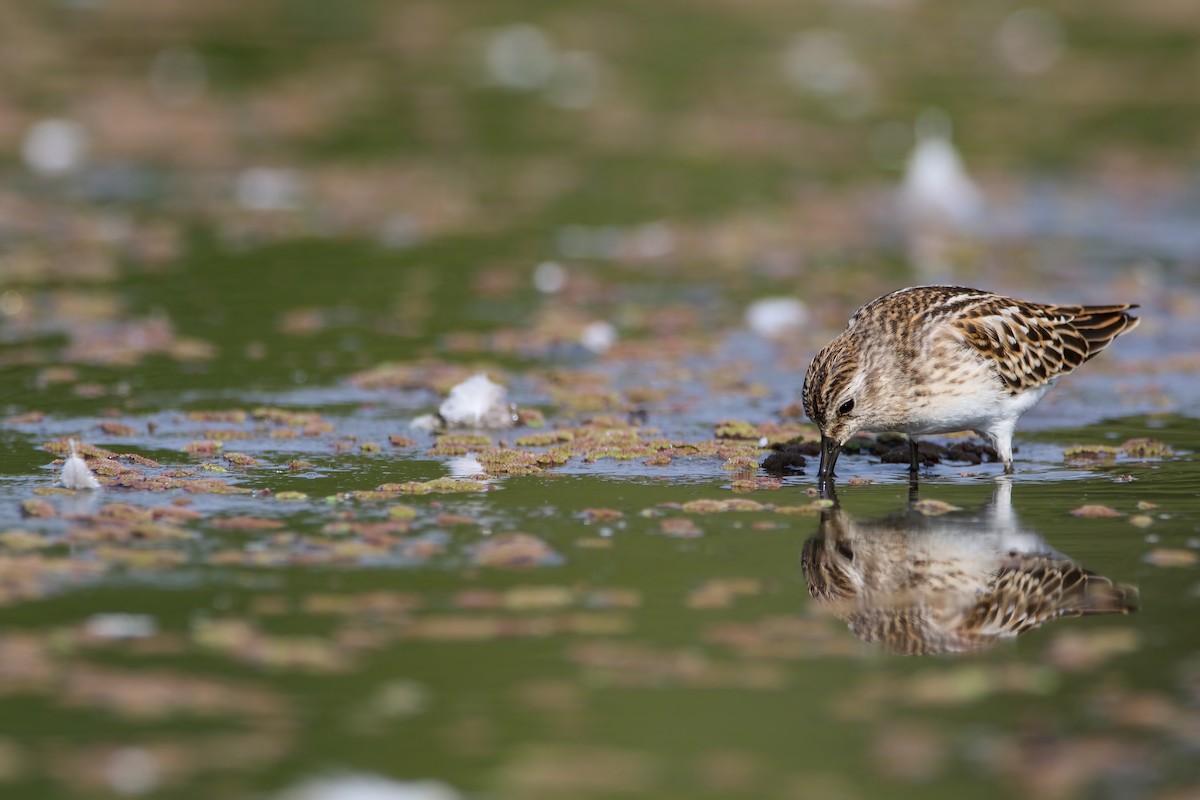 Least Sandpiper - ML623003871