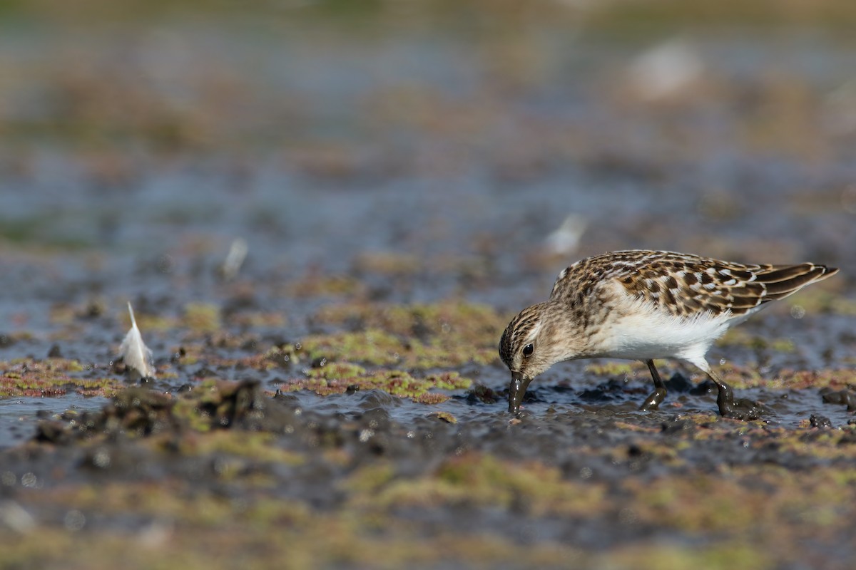 Least Sandpiper - ML623003872