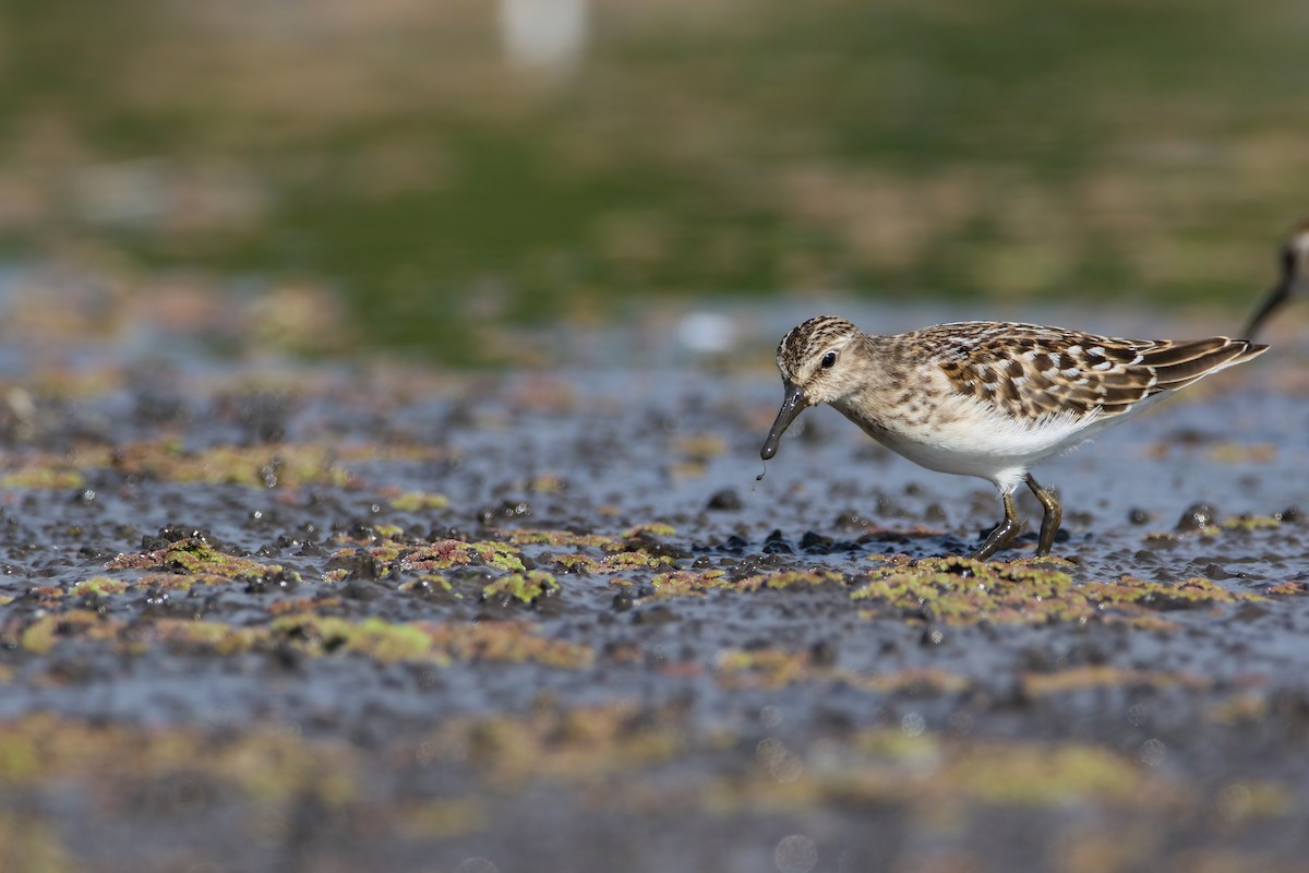 Least Sandpiper - ML623003873