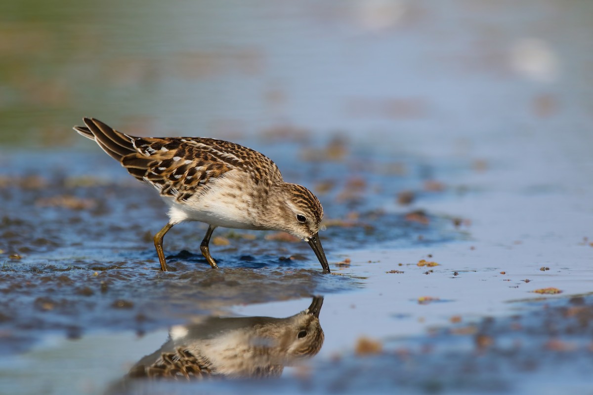 Least Sandpiper - Scott Carpenter