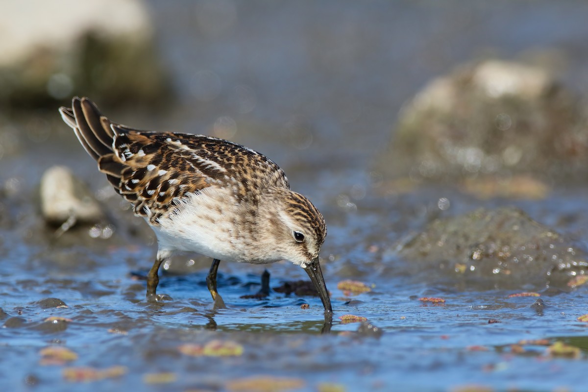 Least Sandpiper - ML623003875