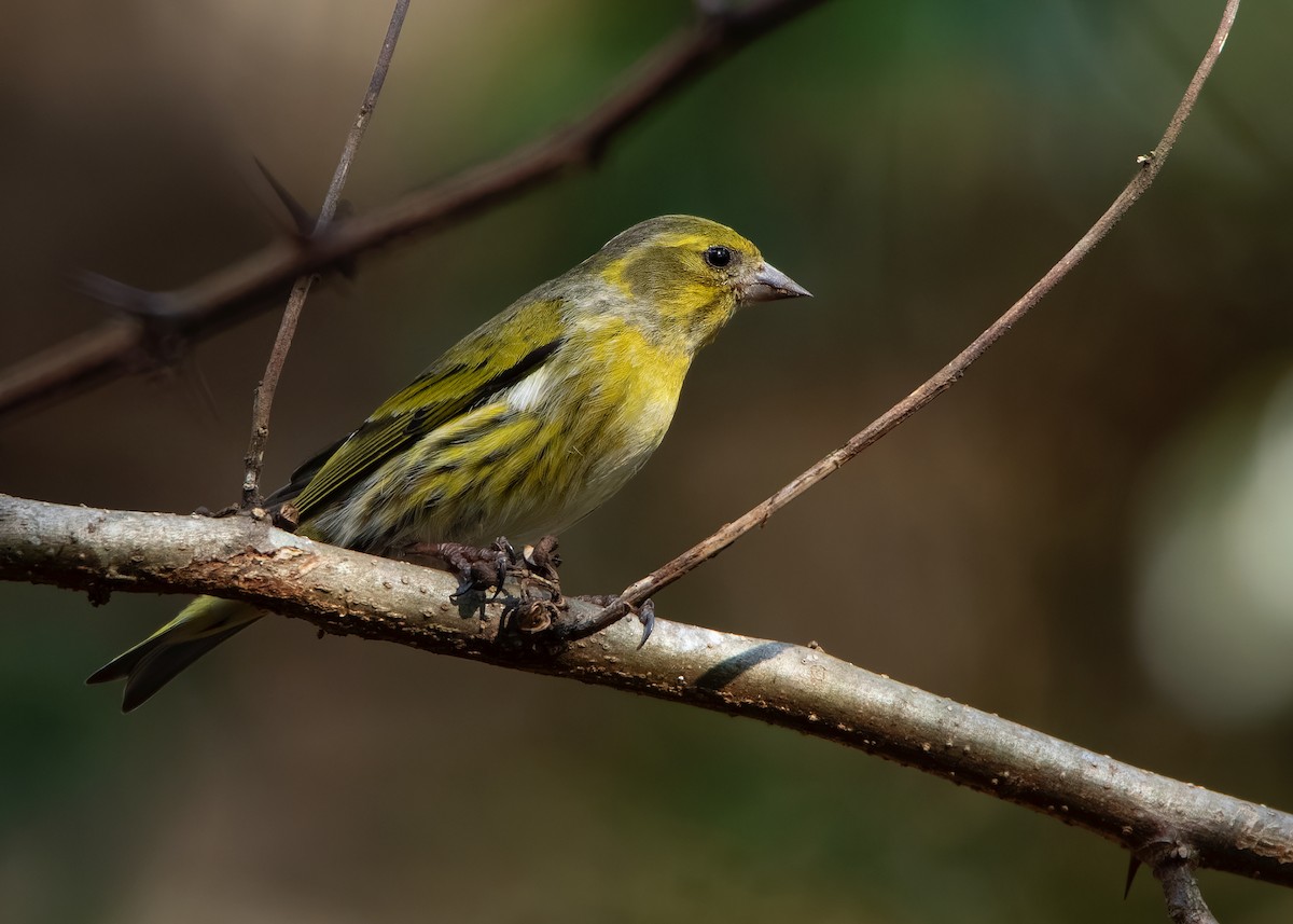 Tibetan Serin - Ayuwat Jearwattanakanok