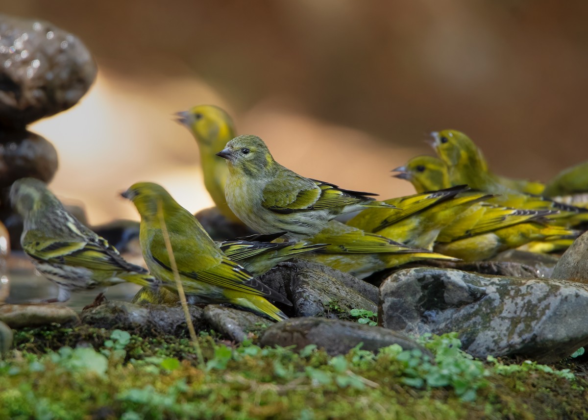 Tibetan Serin - Ayuwat Jearwattanakanok