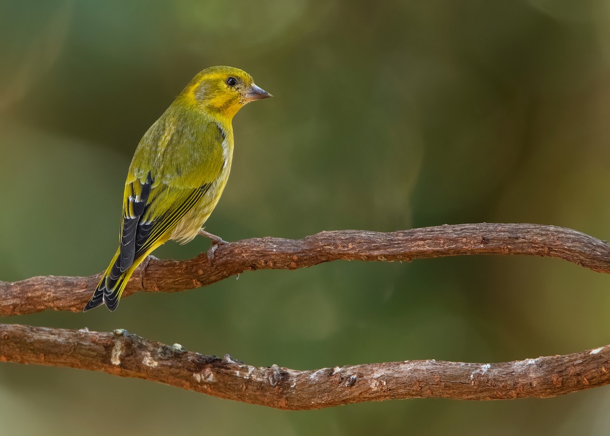 Tibetan Serin - ML623003890