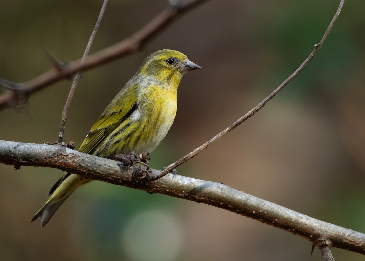 Tibetan Serin - ML623003891