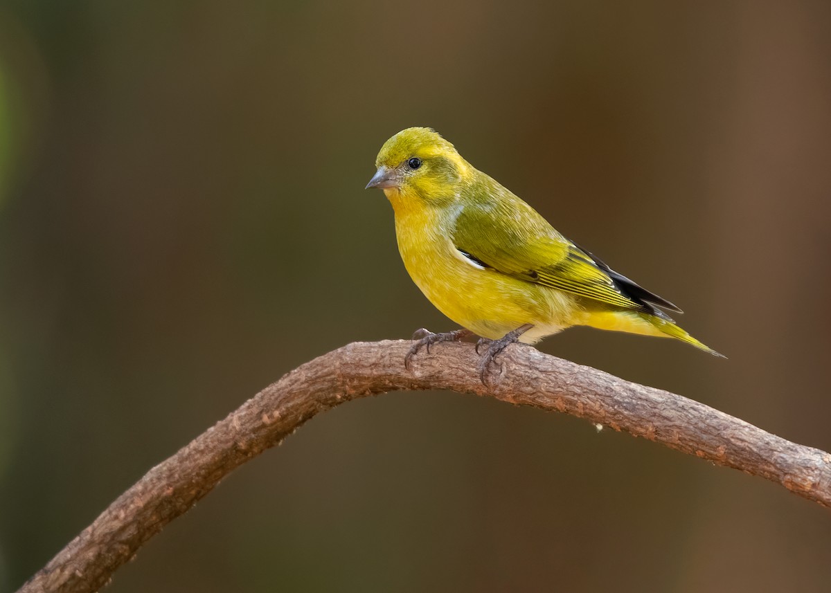 Tibetan Serin - ML623003892