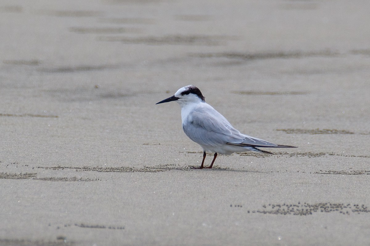 Little Tern - ML623003925