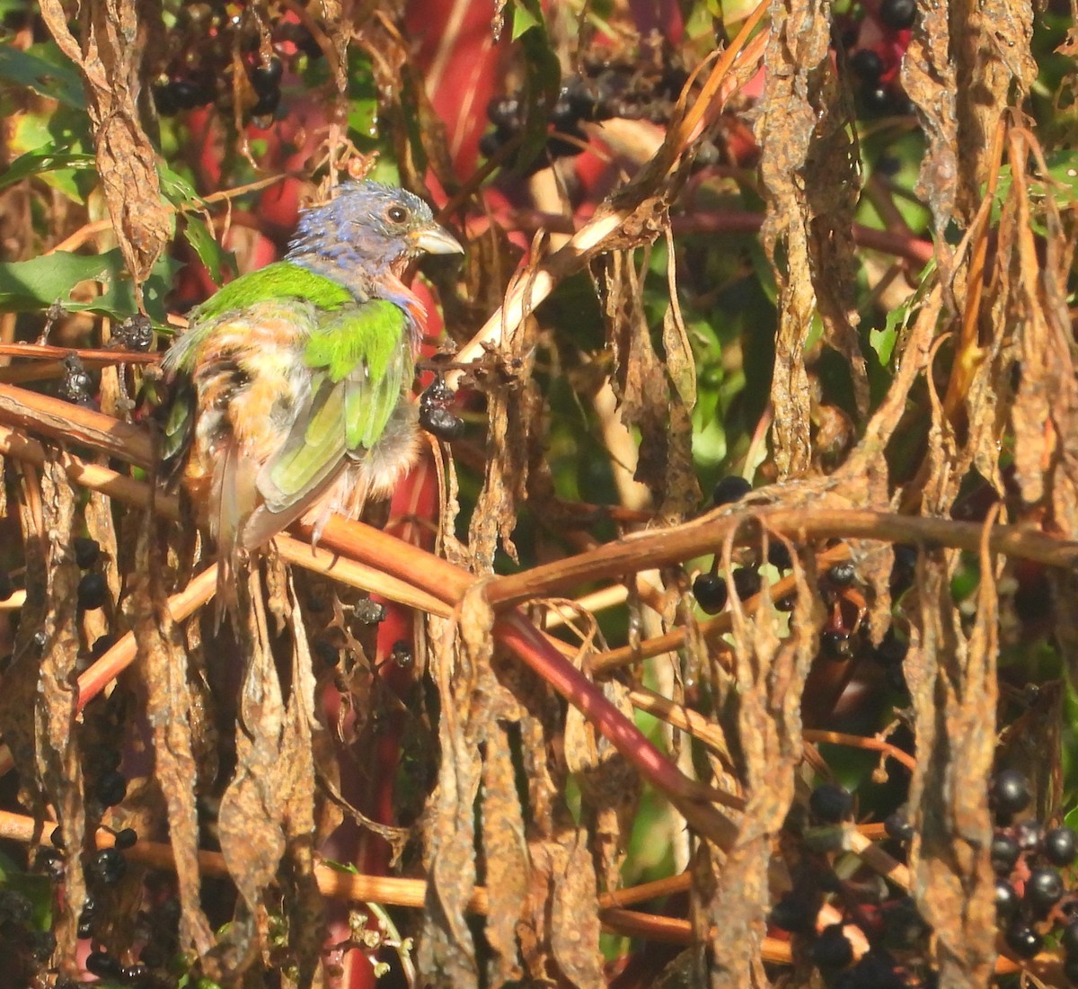 Painted Bunting - ML623004012