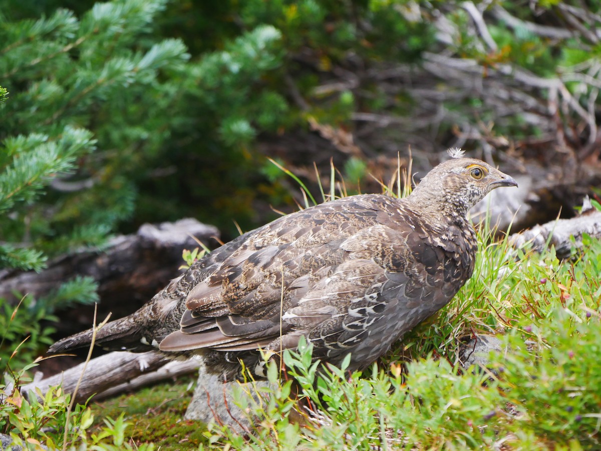 Sooty Grouse - ML623004019