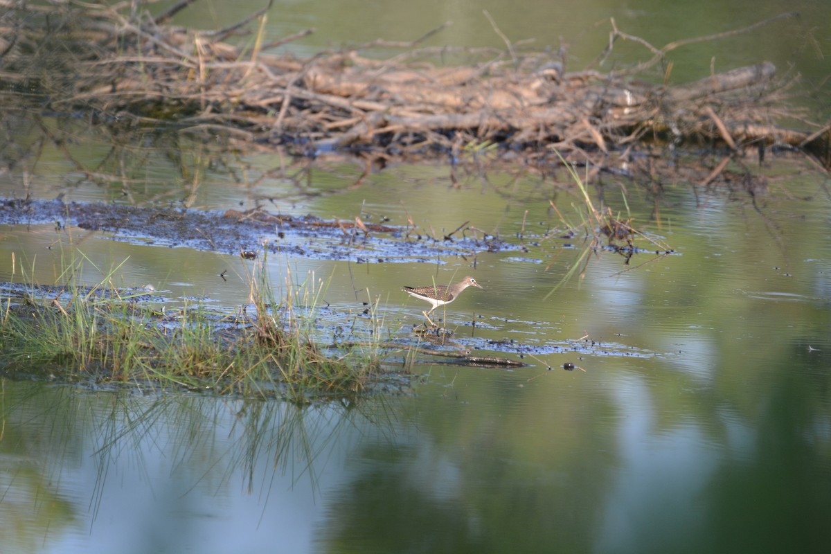 Solitary Sandpiper - Lynn Miller