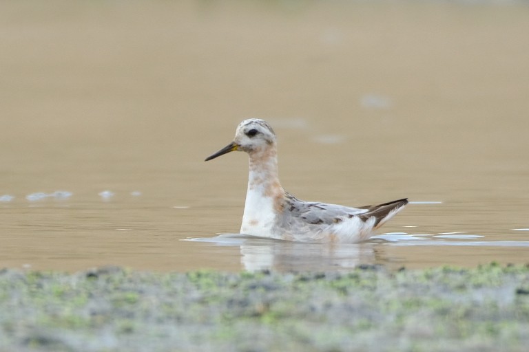 Red Phalarope - ML623004109