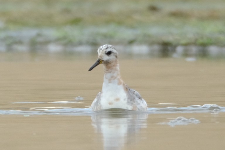 Red Phalarope - ML623004110