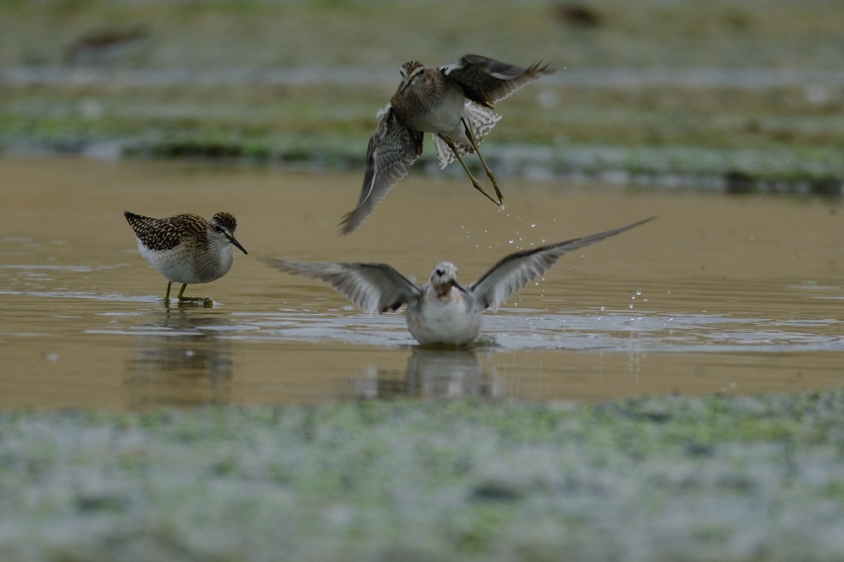 Red Phalarope - ML623004111