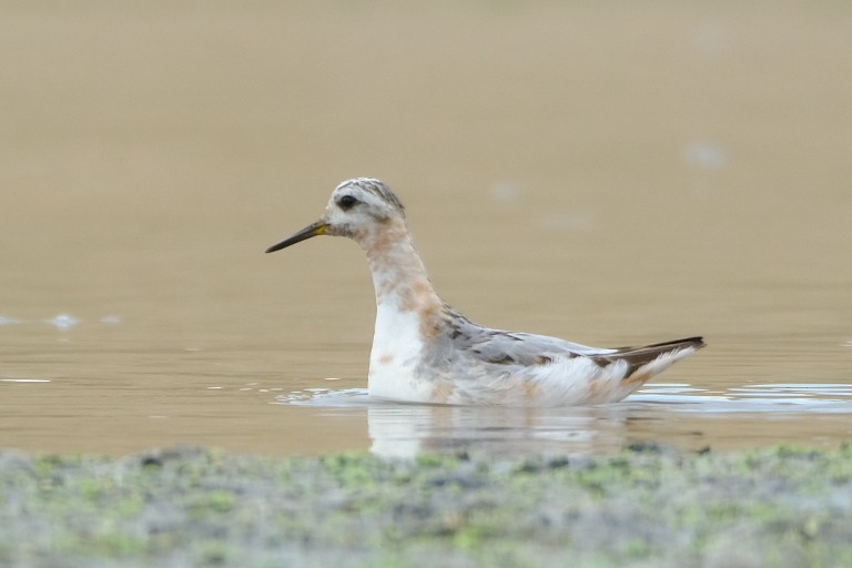Red Phalarope - ML623004112