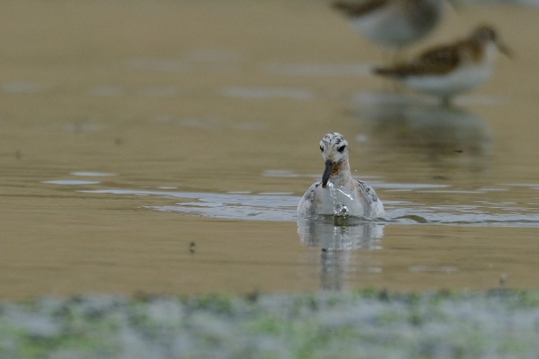 Red Phalarope - ML623004113