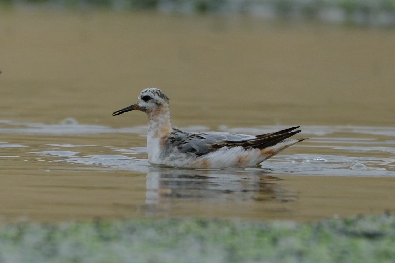 Red Phalarope - ML623004114