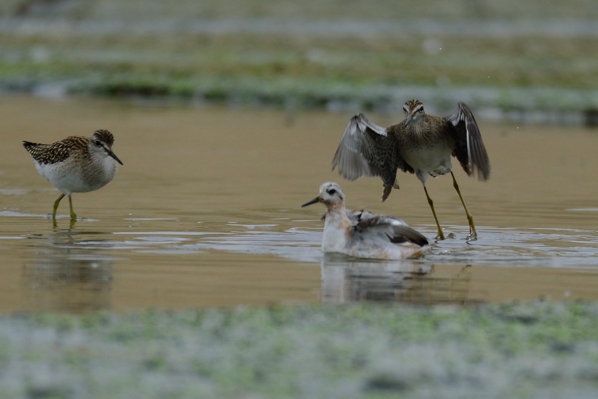 Red Phalarope - ML623004115