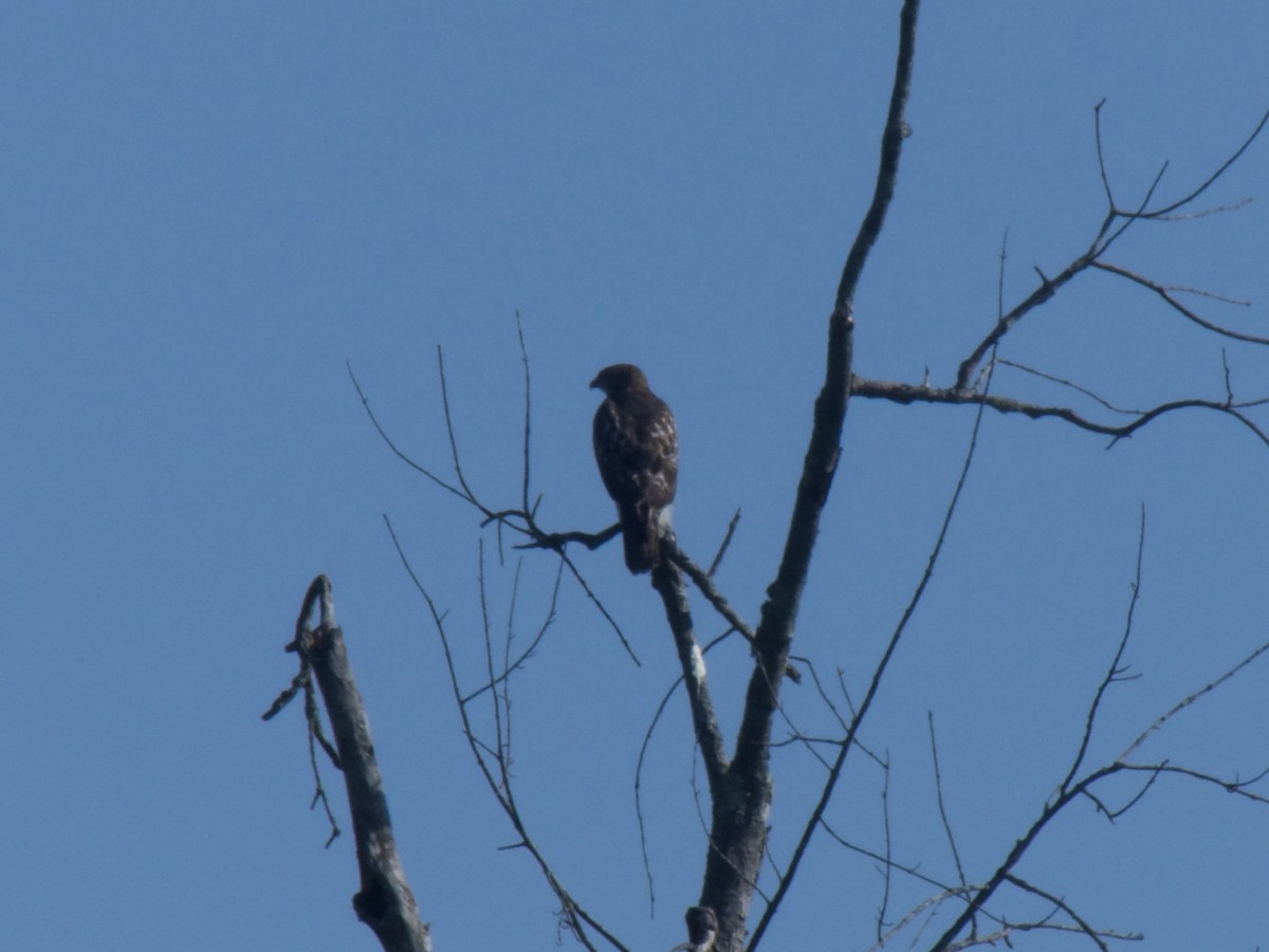 Red-shouldered Hawk - ML623004131