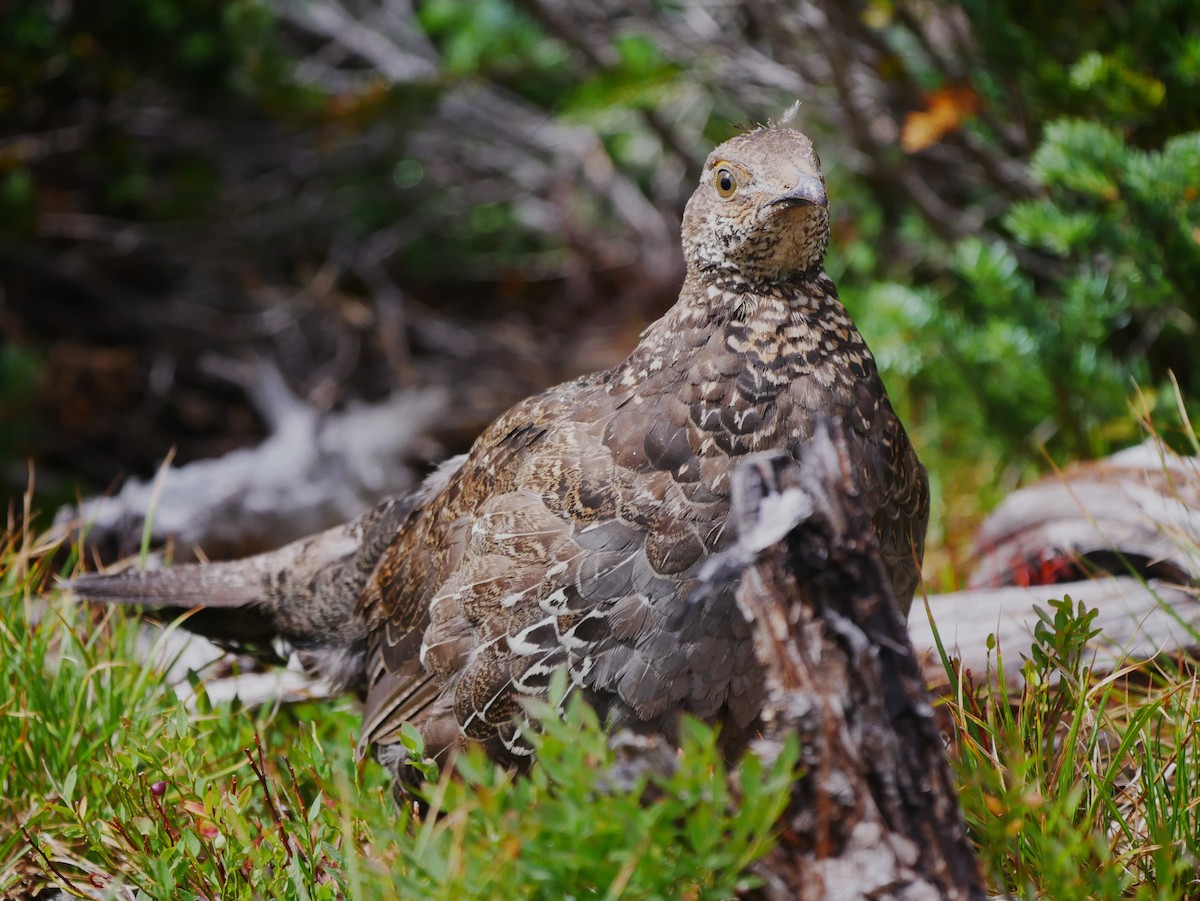 Sooty Grouse - ML623004142