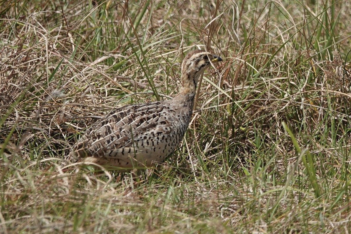 Coqui Francolin - ML623004145