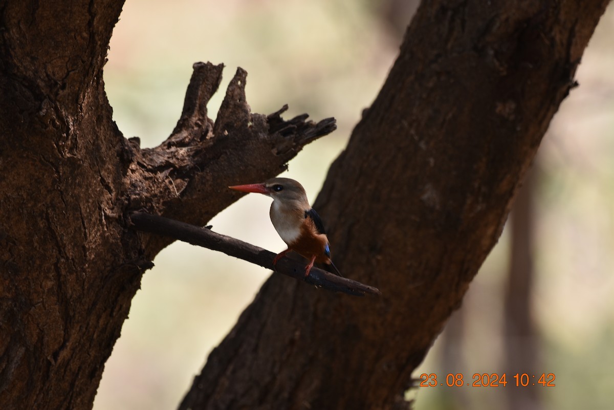 Gray-headed Kingfisher - Chris Kieu