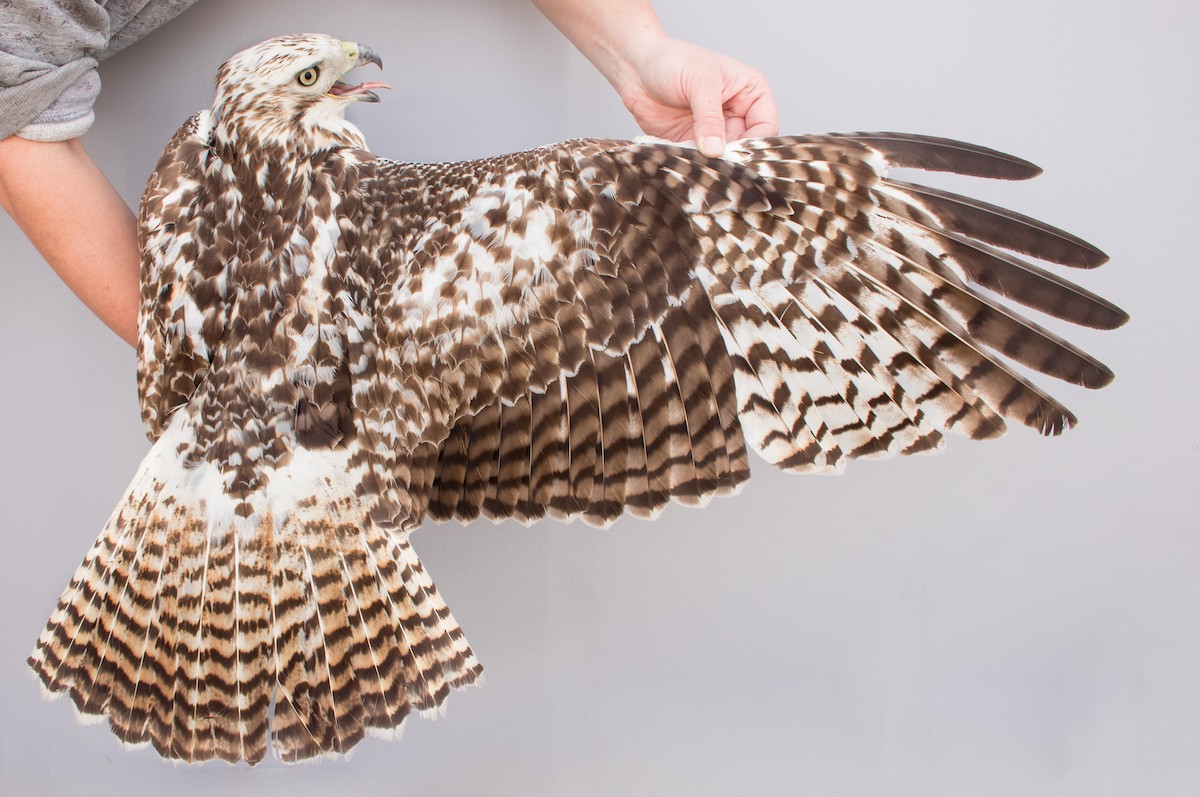 Red-tailed Hawk (Krider's) - ML623004200