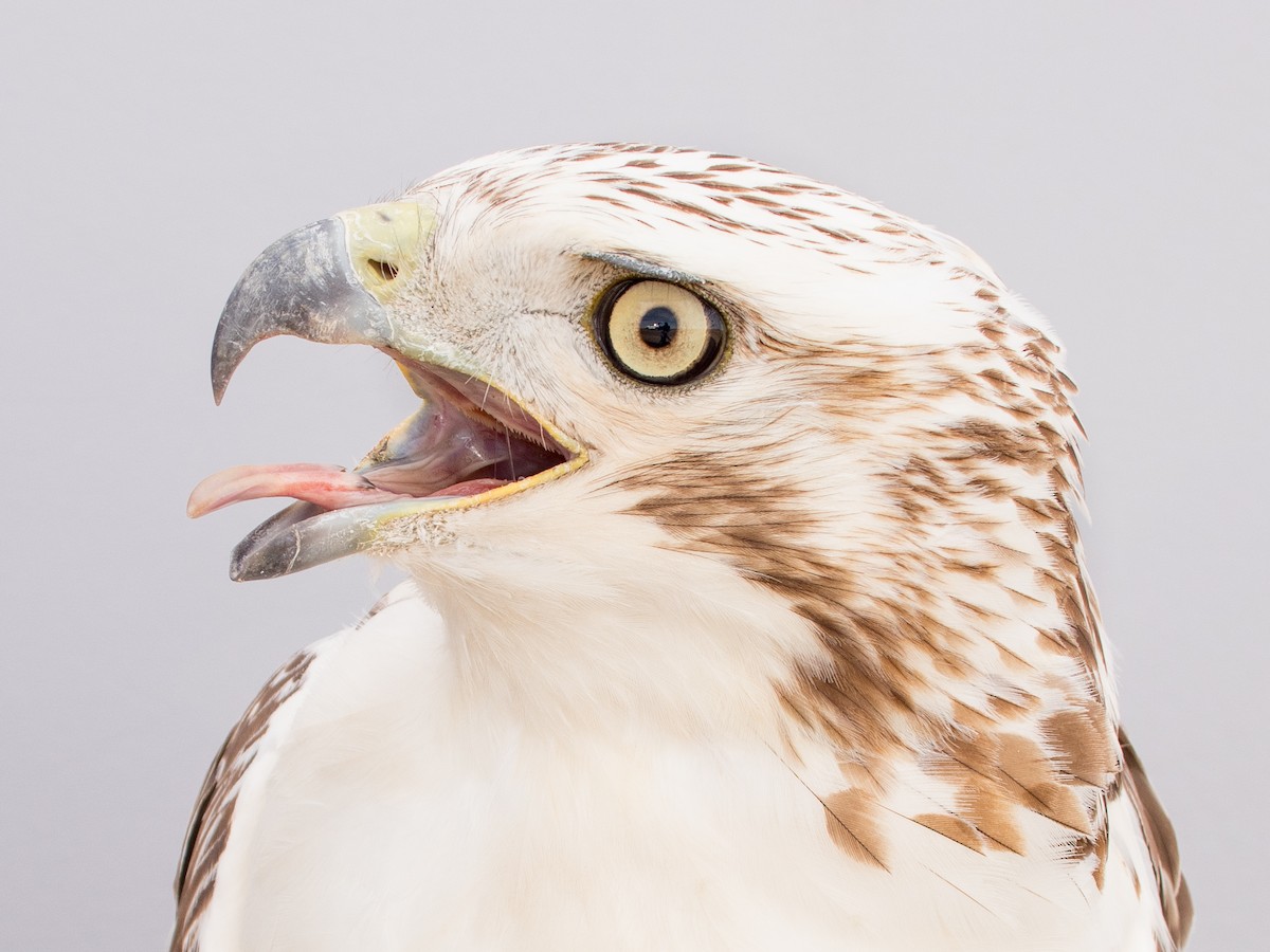 Red-tailed Hawk (Krider's) - ML623004230