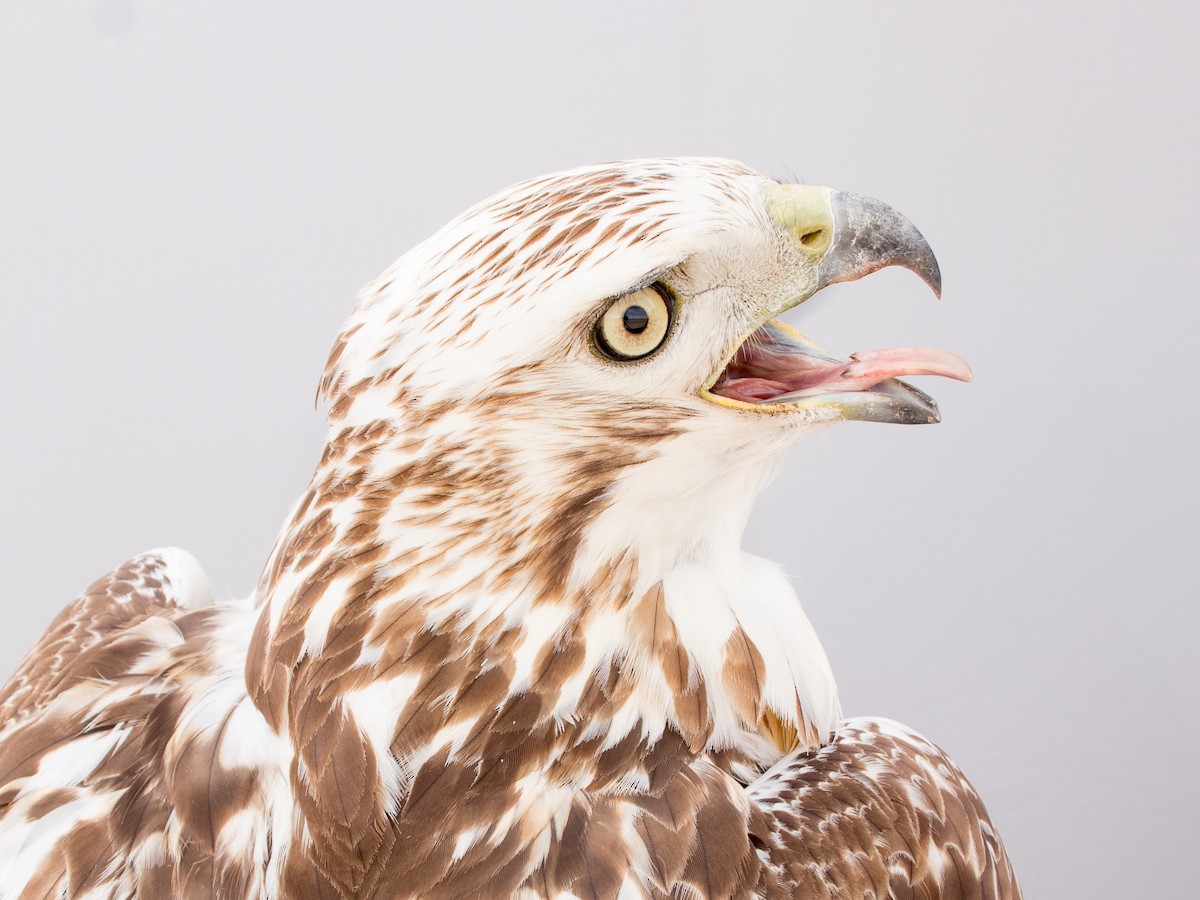 Red-tailed Hawk (Krider's) - ML623004231