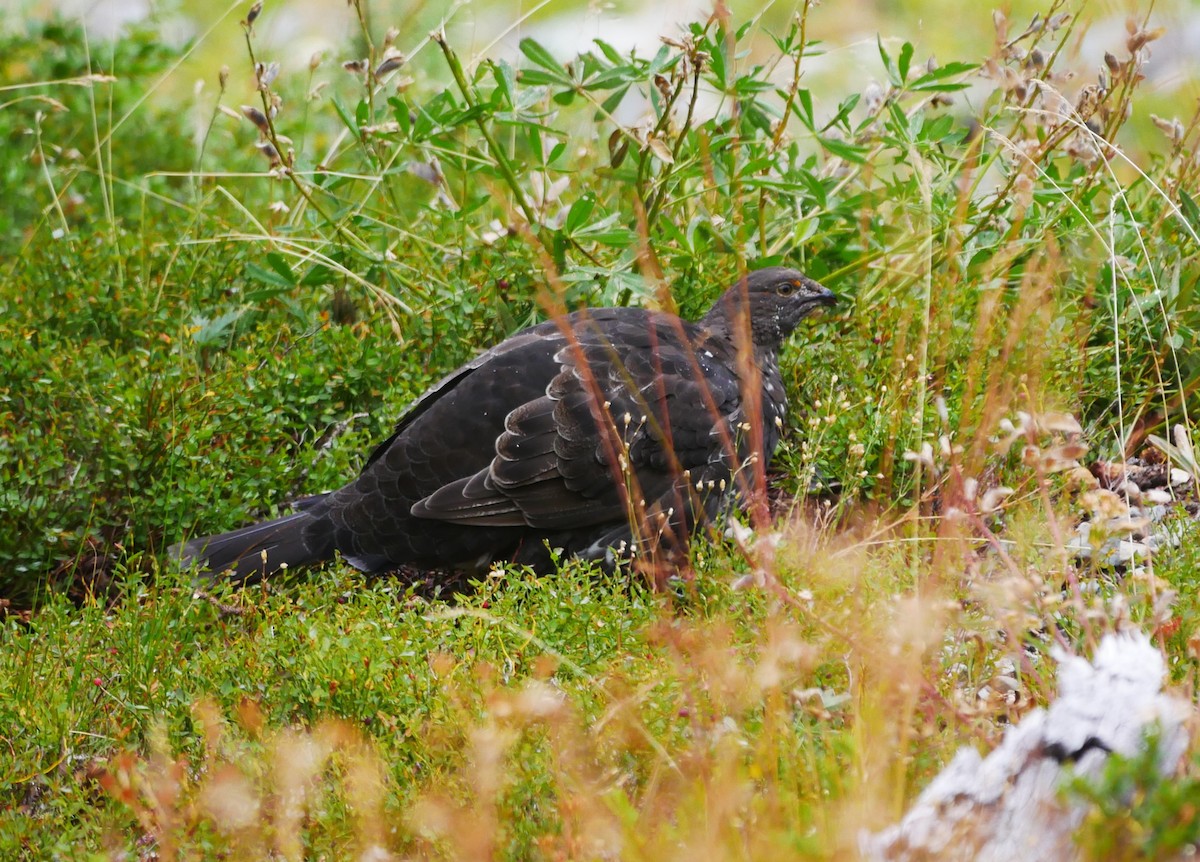 Sooty Grouse - ML623004241