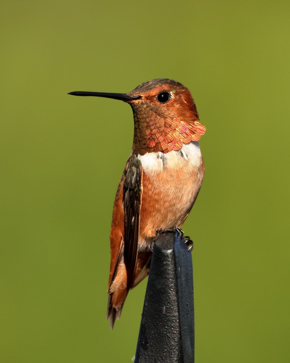 Allen's Hummingbird - ML623004265