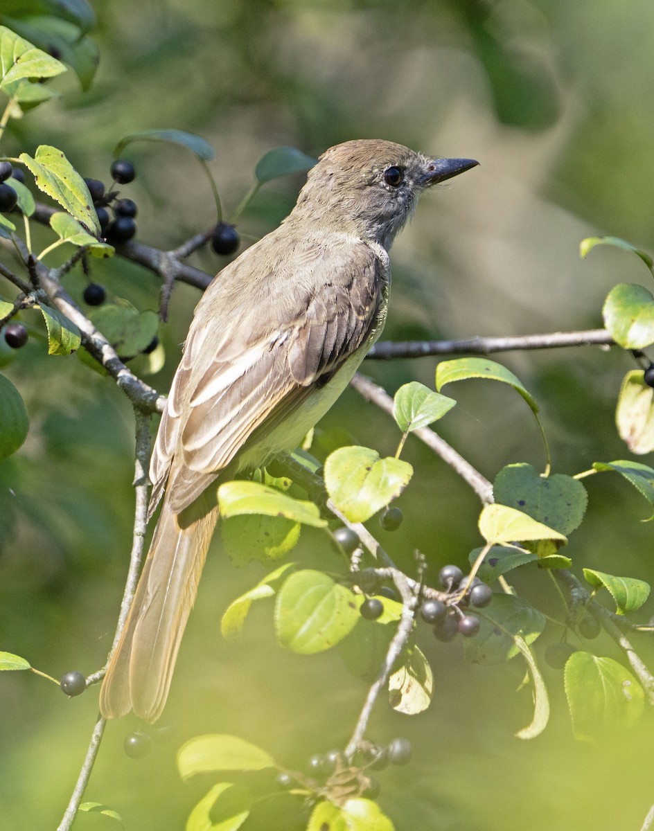 Great Crested Flycatcher - ML623004282